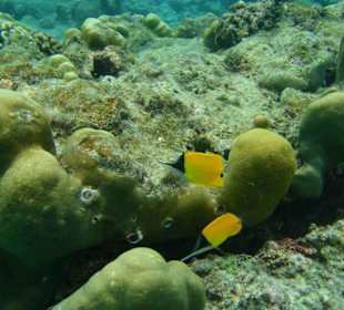 Pinzettfische