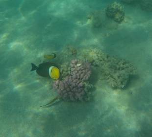 Schnorcheln Marsa Alam