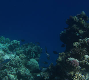 Bilder unter Wasser im hoteleigenen Strand