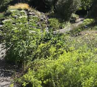 Botanischer Garten