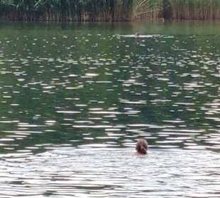 Schwimmen pur