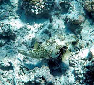 Schnorcheln Makadi Bay