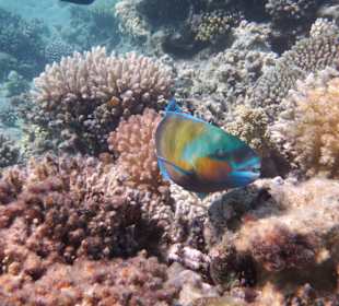 Schnorcheln Soma Bay