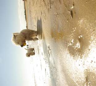 Am Hundestrand entlang