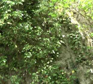 Wallersteiner Felsen