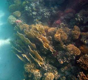 Feuerkoralle - Hotel Mövenpick Resort El Quseir