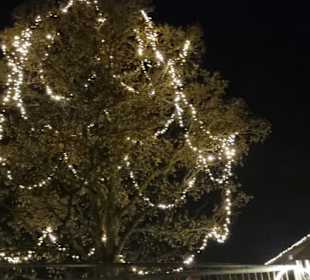 Bäume in Lichterketten