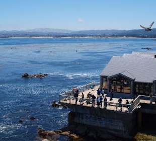 Monterey Bay Aquarium
