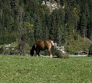 Ottenalm