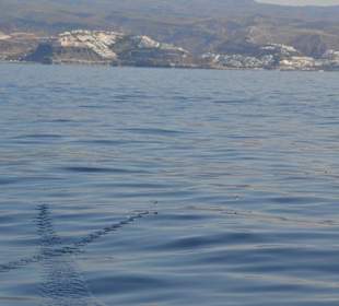 Fliegende Fische