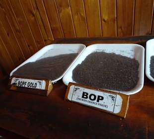 Hochland von Sri Lanka