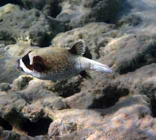 Hausriff Fort Arabesque