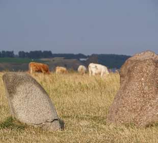 Ales Stenar und Friedlich grasende Rinder