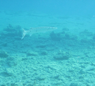 Schnorcheln Marsa Alam