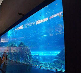 Aquarium in de Dubai mall