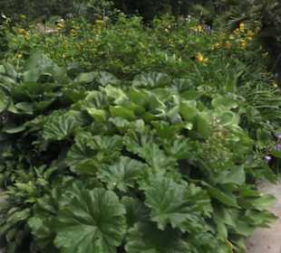 Bürgergarten