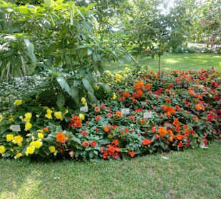 Blumenhecke