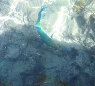 Рыбки рядом с берегом