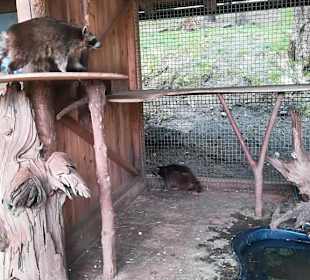 Alpen Wildpark Feld am See