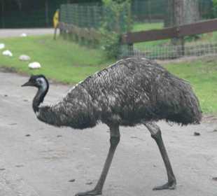 Serengeti Park Hodenhagen