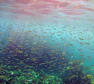 Am Außenriff