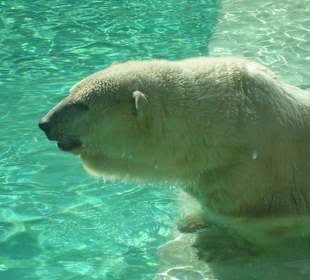 Eisbär im Swimmingpool