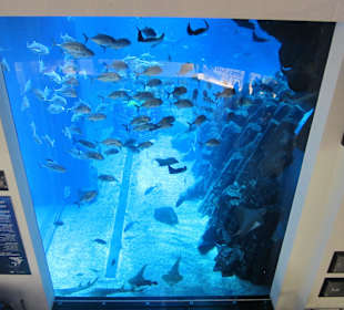 Aquarium Dubai Mall