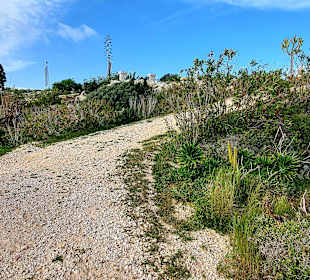 Kakteengarten am Skulpturenpark