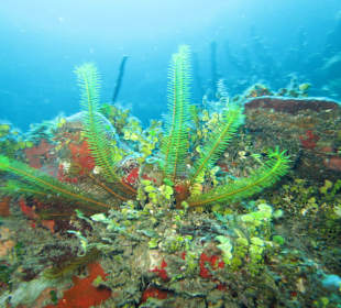 Korallen vor Bayahibe