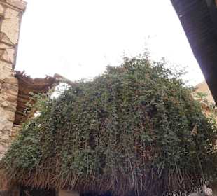 Brennender Dornbusch