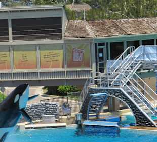 Killerwalvorführung