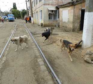 Wachhunde gibt es genügend