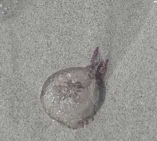 Quallen auf der Insel