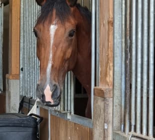 Stall