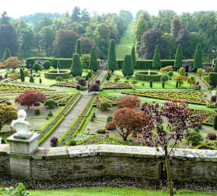 Leuchtende Rotbuchen