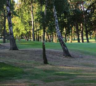 Kiefern umsäumte Bahnen