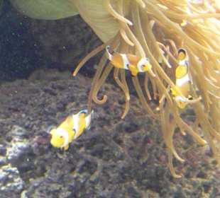 Tropenaquarium Hagenbeck