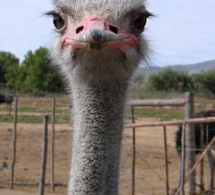 Auf der Straußenfarm