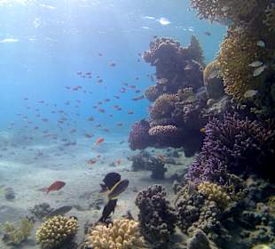 Schnorcheln Marsa Alam