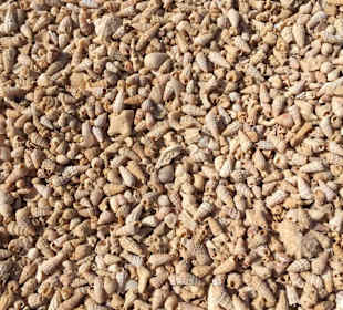 Man läuft stellenweise auf Muscheln