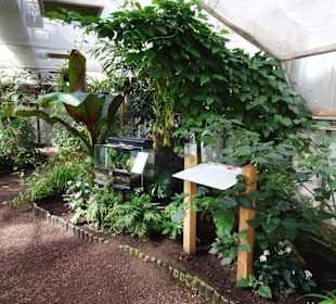 Rundgang durch den Jardin des Papillons