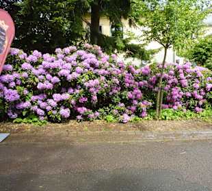 Landpartie Springer Schloss