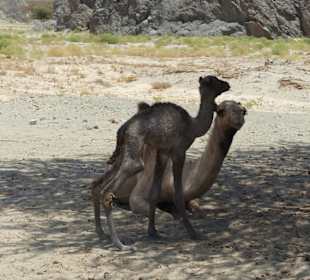 Ein neugeborenes Kamel