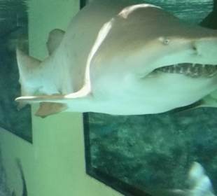 Im Haifischbecken
