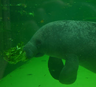 Manatee