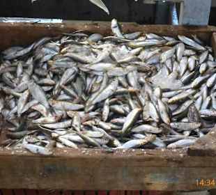 Fischmarkt in Hurghada