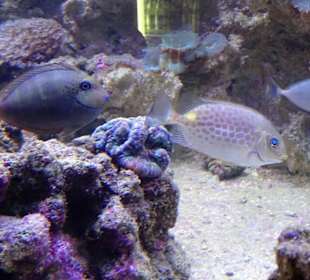 In der Aquarienwelt des Nautiland