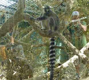 Lemur