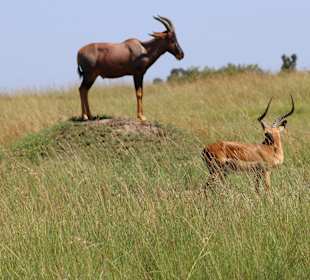 Masai Mara Safari