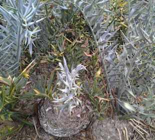 Botanischer Garten Kirstenbosch